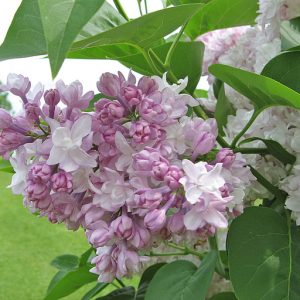 Alyva paprastoji "Krasavitsa Moskvy" (Syringa vulgaris "Krasavitsa Moskvy")