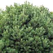 Glauca