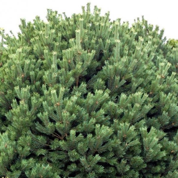 Glauca