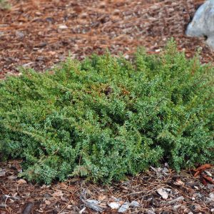 „GREEN CARPET“ KADAGYS PADRIKASIS (JUNIPERUS HORIZONTALIS)