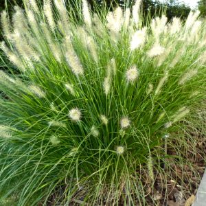 Soruolė pašiaušialinė ‘Hameln’ (Pennisetum alopecuroides ‘Hameln’)