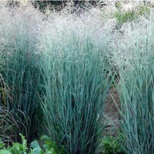 Sora rykštėtoji ‘Heavy Metal’(Panicum virgatum ‘Heavy Metal’)