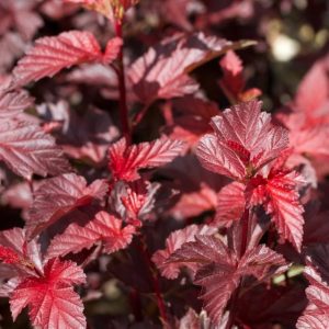 „LITTLE ANGEL“ PŪSLENIS PUTINALAPIS (PHYSOCARPUS OPULIFOLIUS)