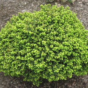 „LITLLE GEM“ EGLĖ PAPRASTOJI (PICEA ABIES)