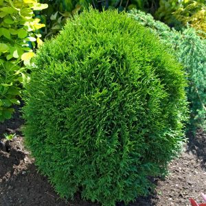 „LITTLE GIANT“ TUJA VAKARINĖ (THUJA OCCIDENTALIS)