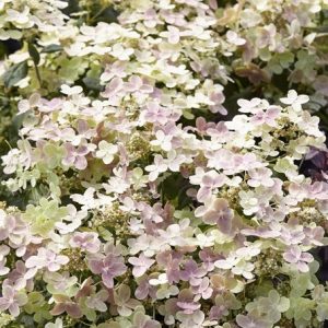 „POLESTAR“ ŠLUOTELINĖ HORTENZIJA (HYDRANGEA PANICULATA)