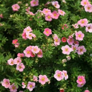 „PRINCESS“ SIDABRAKRŪMIS (POTENTILLA FRUTICOSA)