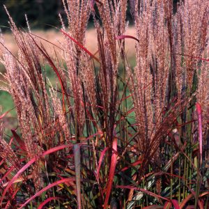 „PURPLE – FALL“ MISKANTAS KININIS (MISCANTHUS SINENSIS)