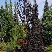 PURPLE FOUNTAIN