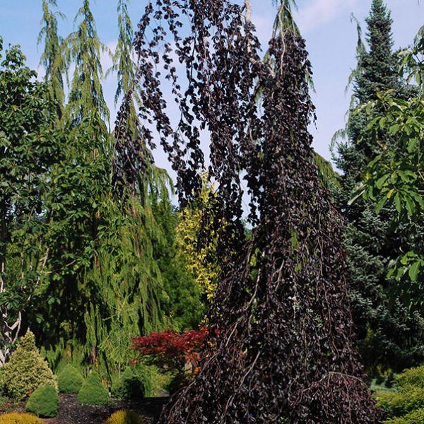PURPLE FOUNTAIN