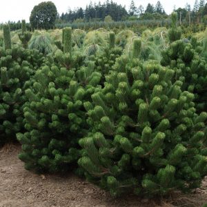 Pinus_nigra_Oregon_Green_(9)