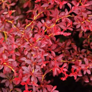„RED DREAM“ RAUGERŠKIS TUNBERGO (BERBERIS THUNBERGII)