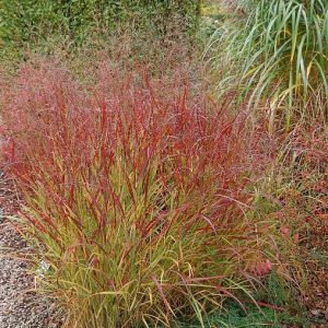 „REHBRAUN“ SORA RYŠKĖTOJI (PANICUM VIRGATUM)