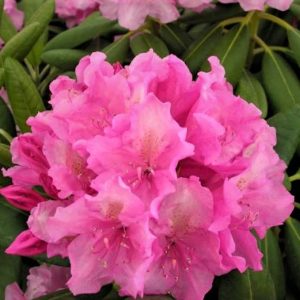 „HAAGA“ RODODENDRONAS (RHODODENDRON)