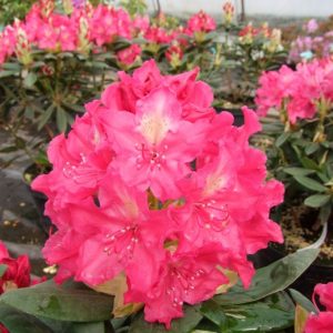 „JAN III SOBIESKI“ RODODENDRONAS (RHODODENDRON)