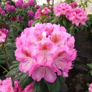„KAZIMIERZ ODNOWICIEL“ RODODENDRONAS (RHODODENDRON)