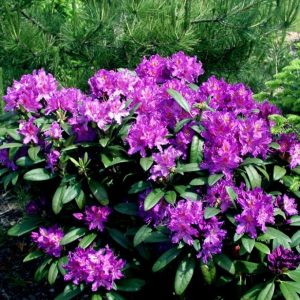 „LIBRETTO“ RODODENDRONAS (RHODODENDRON)