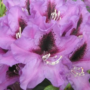 „RASPUTIN“ RODODENDRONAS (RHODODENDRON)