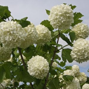 PUTINAS PAPRASTASIS „ROSEUM“ (VIBURNUM OPULUS)