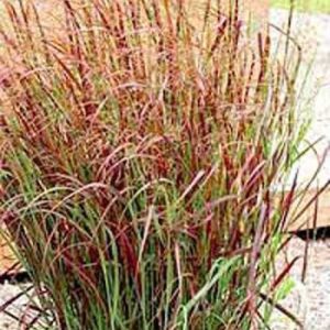 „ROTSTRAHLBUSCH“ SORA RYŠKĖTOJI (PANICUM VIRGATUM)