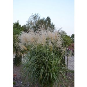 „SECOND WIND“ MISKANTAS KININIS (MISCANTHUS SINENSIS)
