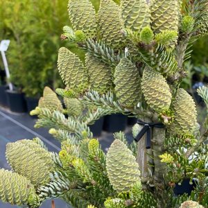 „SILBERLOCKE“ KENIS KORĖJINIS (ABIES KOREANA)