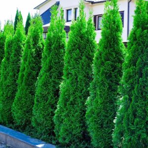 „SMARAGD“ TUJA VAKARINĖ (THUJA OCCIDENTALIS)