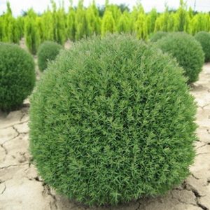 „TEDDY“ TUJA VAKARINĖ (THUJA OCCIDENTALIS)