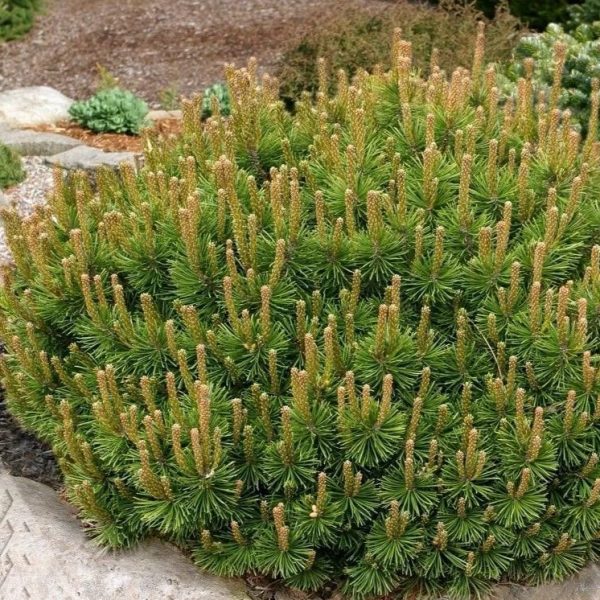 VAR. MUGHUS