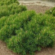 VAR. PUMILIO