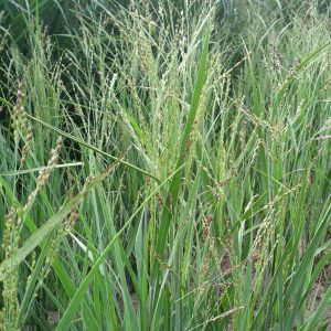 „WARRIOR“ SORA RYŠKĖTOJI (PANICUM VIRGATUM)