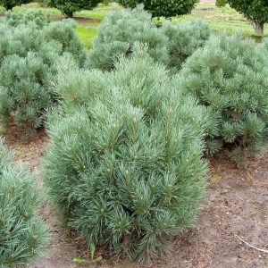 Pušis paprastoji „WATERERI“  (PINUS SYLVESTRIS ‘Watereri’)