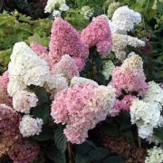hortenzija-sundea-fraise-300×300