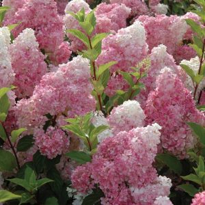 „VANILLE FRAISE“ ŠLUOTELINĖ HORTENZIJA (HYDRANGEA PANICULATA)