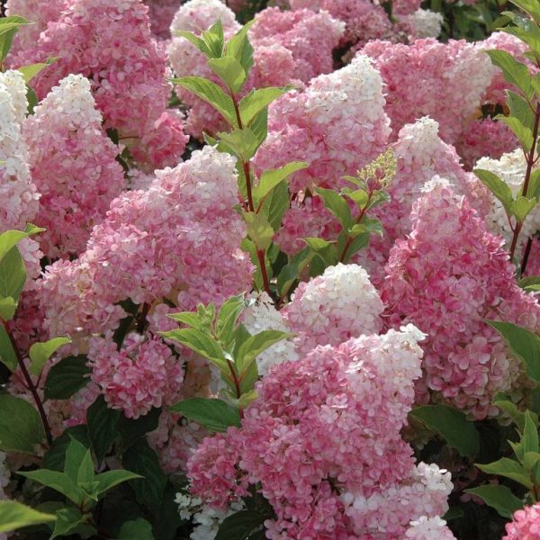hortenzija-vanila-fraise-768×768