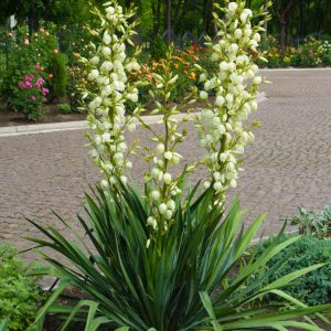 JUKA PLUOŠTINĖ (YUCCA FILAMENTOSA)