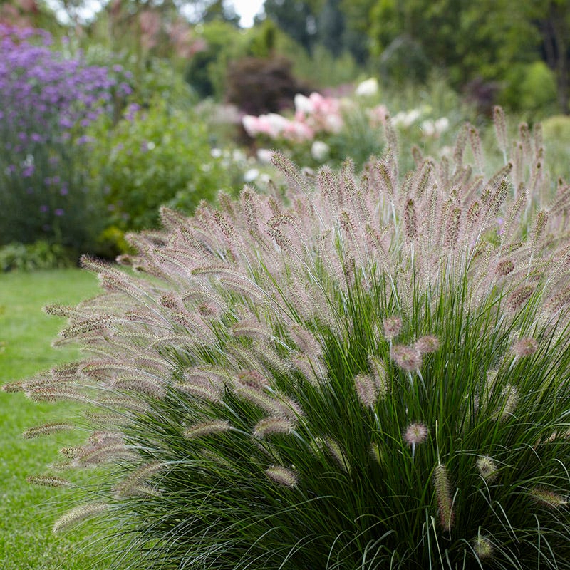 pennisetum-hameln1 pennisetum-hameln1