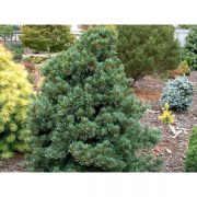 pinus-negishii-600×600