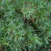 pinus-strobus-tiny-kurlS