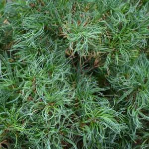 PUŠIS VEIMUTINĖ „TINY CURLS“ (PINUS STROBUS „TINY CURLS“)