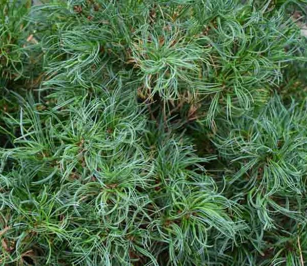 pinus-strobus-tiny-kurlS