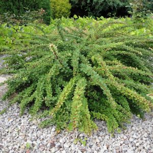 „GREEN CARPET“ RAUGERŠKIS TUNBERGO (BERBERIS THUNBERGII)