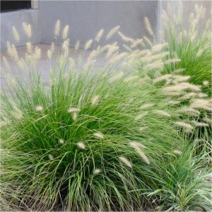 Soruolė pašiaušialinė ‘Little Bunny’ (Pennisetum alopecuroides ‘Little Bunny’)