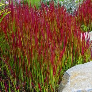 „RED BARON“ IMPERATA RYTINĖ (IMPERATA CILINDRICA)