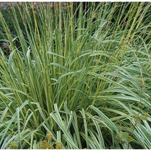 „VARIEGATA“ MELVENĖ MELSVOJI (MOLINIA CAERULEA)