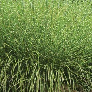„ZEBRINUS“ MISKANTAS KININIS (MISCANTHUS SINENSIS)