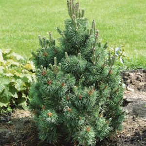 Pušis kalninė ‘Columnaris’ (Pinus mugo ‘Columnaris’)