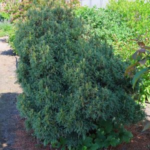PUŠIS VEIMUTINĖ "Green Twist"(Pinus strobus ‘Green Twist’)