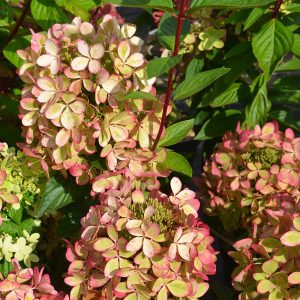 „Pastelgreen“ ŠLUOTELINĖ HORTENZIJA (HYDRANGEA PANICULATA)