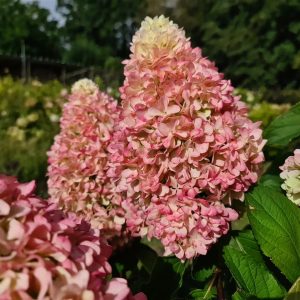 Little Fresco ŠLUOTELINĖ HORTENZIJA (HYDRANGEA PANICULATA)